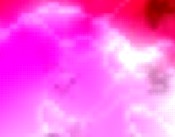 star quad de